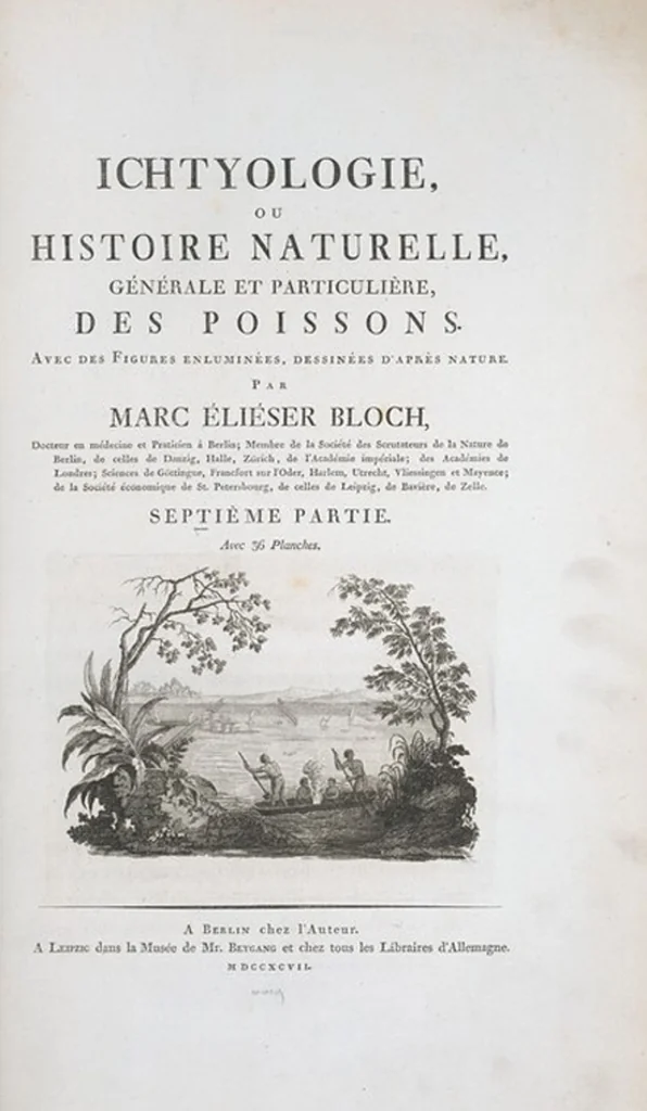 An illustration from Allgemeine Naturgeschichte der Fische. French = Ichtylogie, ou Histoire naturelle : generale et particuliere des poissons, 1785, leaf 230