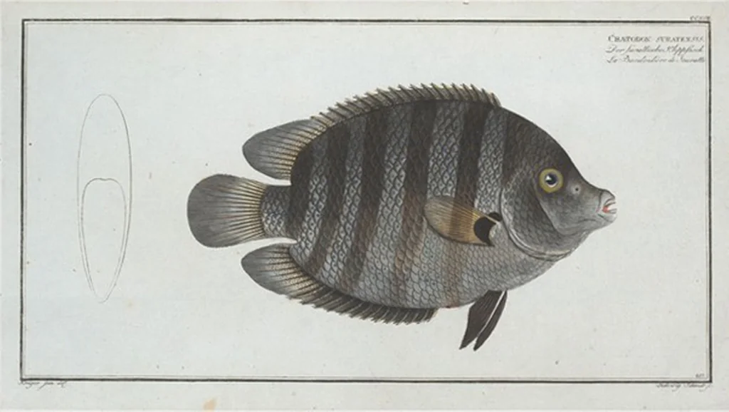 An illustration from Allgemeine Naturgeschichte der Fische. French = Ichtylogie, ou Histoire naturelle : generale et particuliere des poissons, 1785, leaf 231