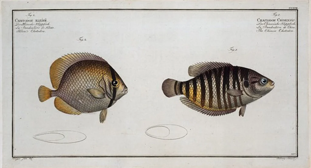 An illustration from Allgemeine Naturgeschichte der Fische. French = Ichtylogie, ou Histoire naturelle : generale et particuliere des poissons, 1785, leaf 232