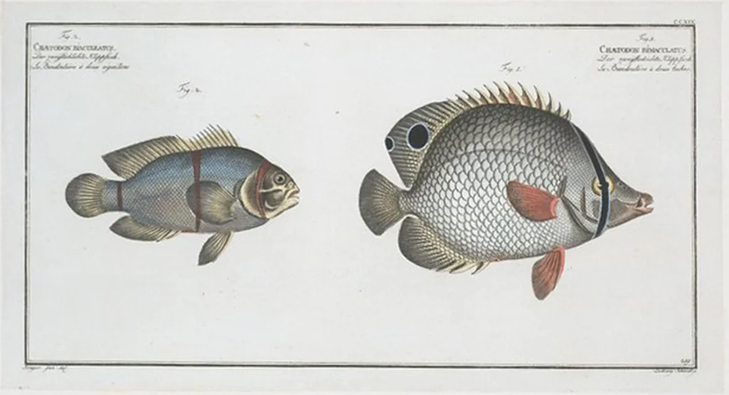 An illustration from Allgemeine Naturgeschichte der Fische. French = Ichtylogie, ou Histoire naturelle : generale et particuliere des poissons, 1785, leaf 233