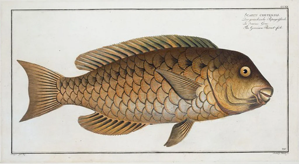 An illustration from Allgemeine Naturgeschichte der Fische. French = Ichtylogie, ou Histoire naturelle : generale et particuliere des poissons, 1785, leaf 234