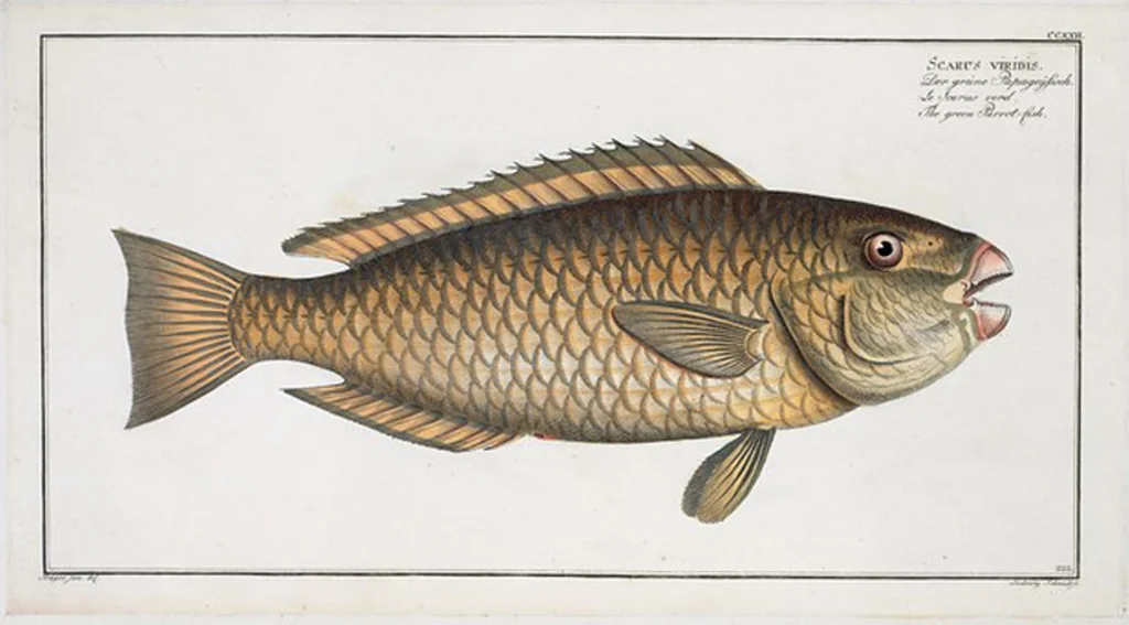 An illustration from Allgemeine Naturgeschichte der Fische. French = Ichtylogie, ou Histoire naturelle : generale et particuliere des poissons, 1785, leaf 236