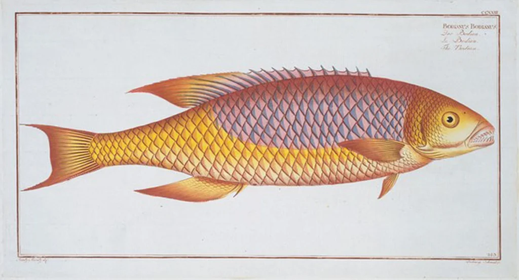 An illustration from Allgemeine Naturgeschichte der Fische. French = Ichtylogie, ou Histoire naturelle : generale et particuliere des poissons, 1785, leaf 237