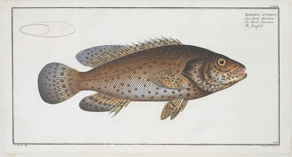 An illustration from Allgemeine Naturgeschichte der Fische. French = Ichtylogie, ou Histoire naturelle : generale et particuliere des poissons, 1785, leaf 238