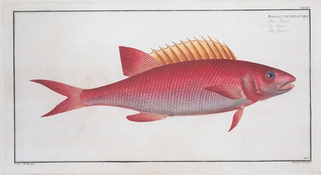 An illustration from Allgemeine Naturgeschichte der Fische. French = Ichtylogie, ou Histoire naturelle : generale et particuliere des poissons, 1785, leaf 239