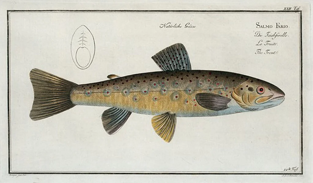 An illustration from Allgemeine Naturgeschichte der Fische. French = Ichtylogie, ou Histoire naturelle : generale et particuliere des poissons, 1785, leaf 24