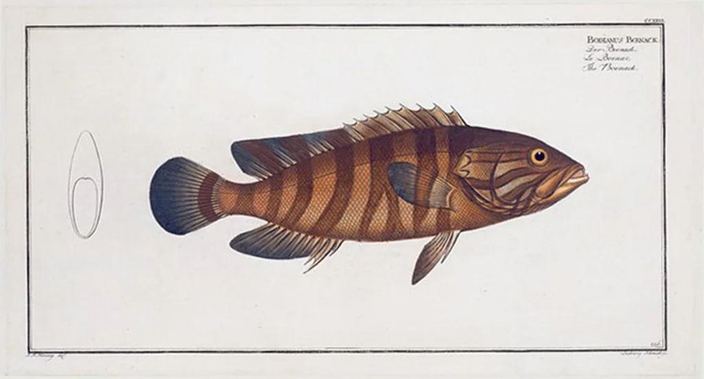 An illustration from Allgemeine Naturgeschichte der Fische. French = Ichtylogie, ou Histoire naturelle : generale et particuliere des poissons, 1785, leaf 240