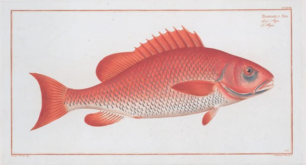 An illustration from Allgemeine Naturgeschichte der Fische. French = Ichtylogie, ou Histoire naturelle : generale et particuliere des poissons, 1785, leaf 241