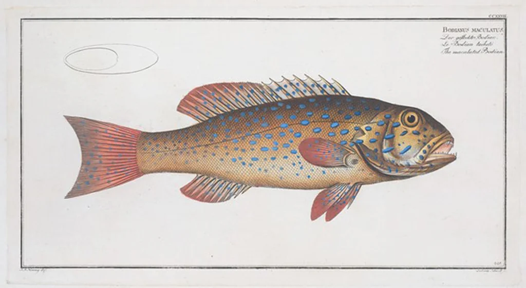 An illustration from Allgemeine Naturgeschichte der Fische. French = Ichtylogie, ou Histoire naturelle : generale et particuliere des poissons, 1785, leaf 242
