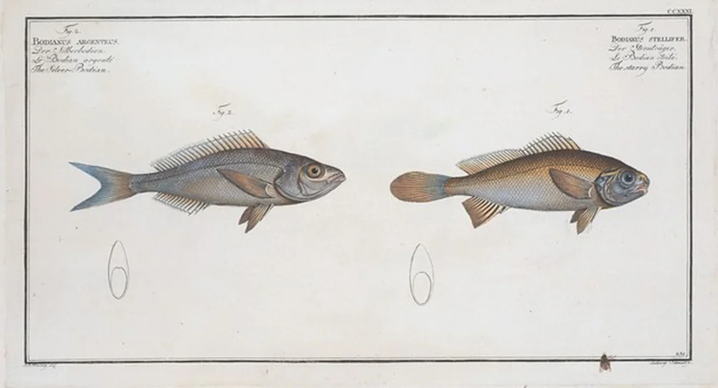 An illustration from Allgemeine Naturgeschichte der Fische. French = Ichtylogie, ou Histoire naturelle : generale et particuliere des poissons, 1785, leaf 245