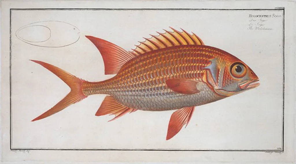 An illustration from Allgemeine Naturgeschichte der Fische. French = Ichtylogie, ou Histoire naturelle : generale et particuliere des poissons, 1785, leaf 246