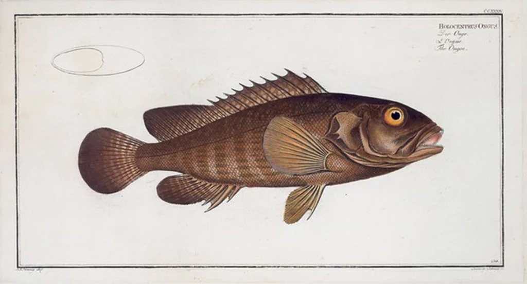 An illustration from Allgemeine Naturgeschichte der Fische. French = Ichtylogie, ou Histoire naturelle : generale et particuliere des poissons, 1785, leaf 248