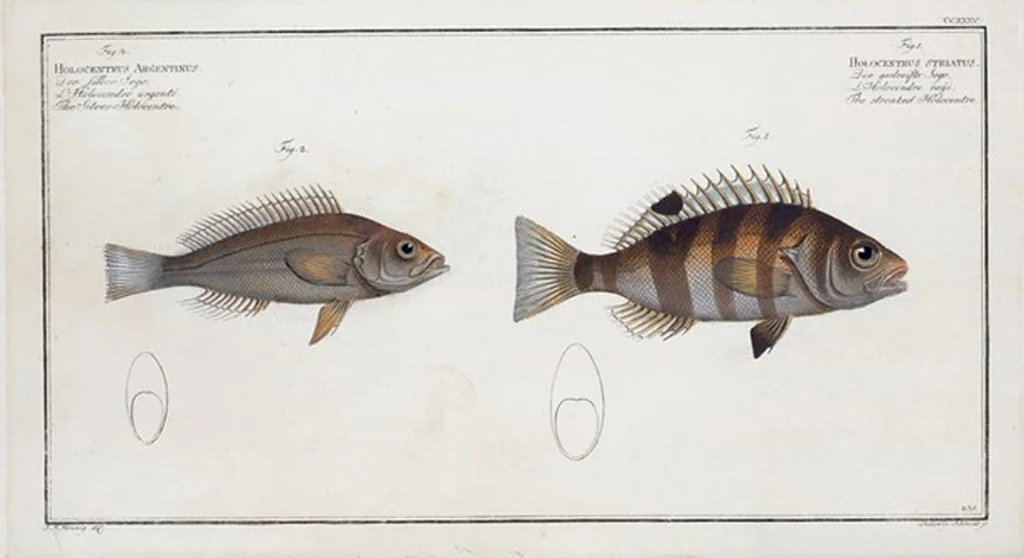 An illustration from Allgemeine Naturgeschichte der Fische. French = Ichtylogie, ou Histoire naturelle : generale et particuliere des poissons, 1785, leaf 249