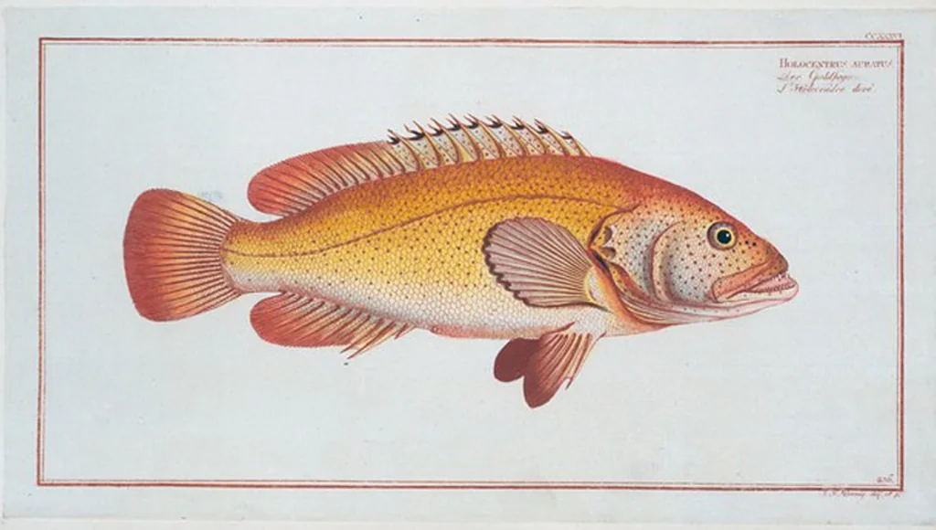 An illustration from Allgemeine Naturgeschichte der Fische. French = Ichtylogie, ou Histoire naturelle : generale et particuliere des poissons, 1785, leaf 250