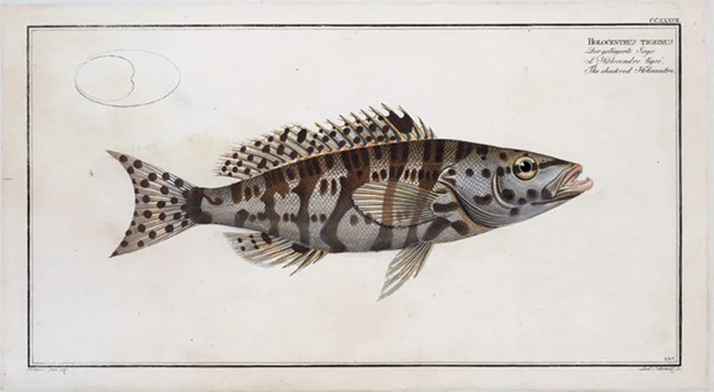 An illustration from Allgemeine Naturgeschichte der Fische. French = Ichtylogie, ou Histoire naturelle : generale et particuliere des poissons, 1785, leaf 251
