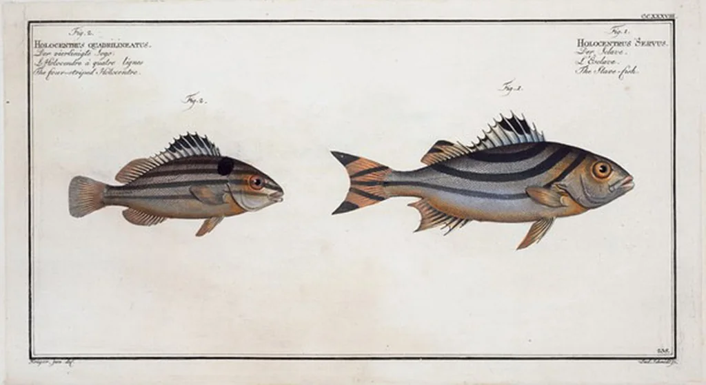 An illustration from Allgemeine Naturgeschichte der Fische. French = Ichtylogie, ou Histoire naturelle : generale et particuliere des poissons, 1785, leaf 252