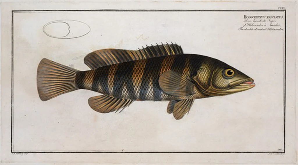An illustration from Allgemeine Naturgeschichte der Fische. French = Ichtylogie, ou Histoire naturelle : generale et particuliere des poissons, 1785, leaf 254