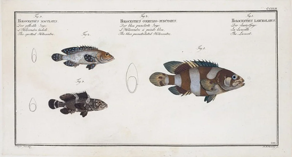 An illustration from Allgemeine Naturgeschichte der Fische. French = Ichtylogie, ou Histoire naturelle : generale et particuliere des poissons, 1785, leaf 256