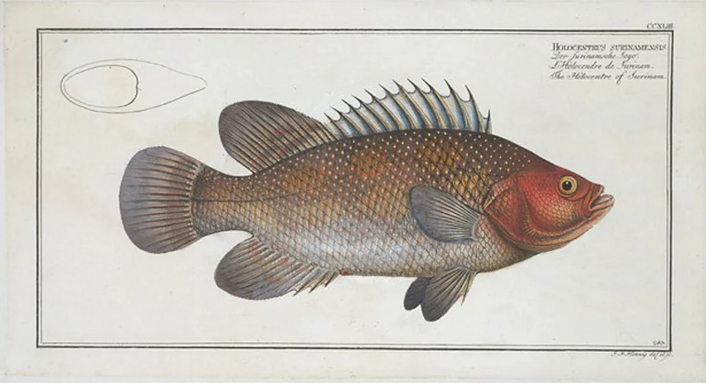 An illustration from Allgemeine Naturgeschichte der Fische. French = Ichtylogie, ou Histoire naturelle : generale et particuliere des poissons, 1785, leaf 257