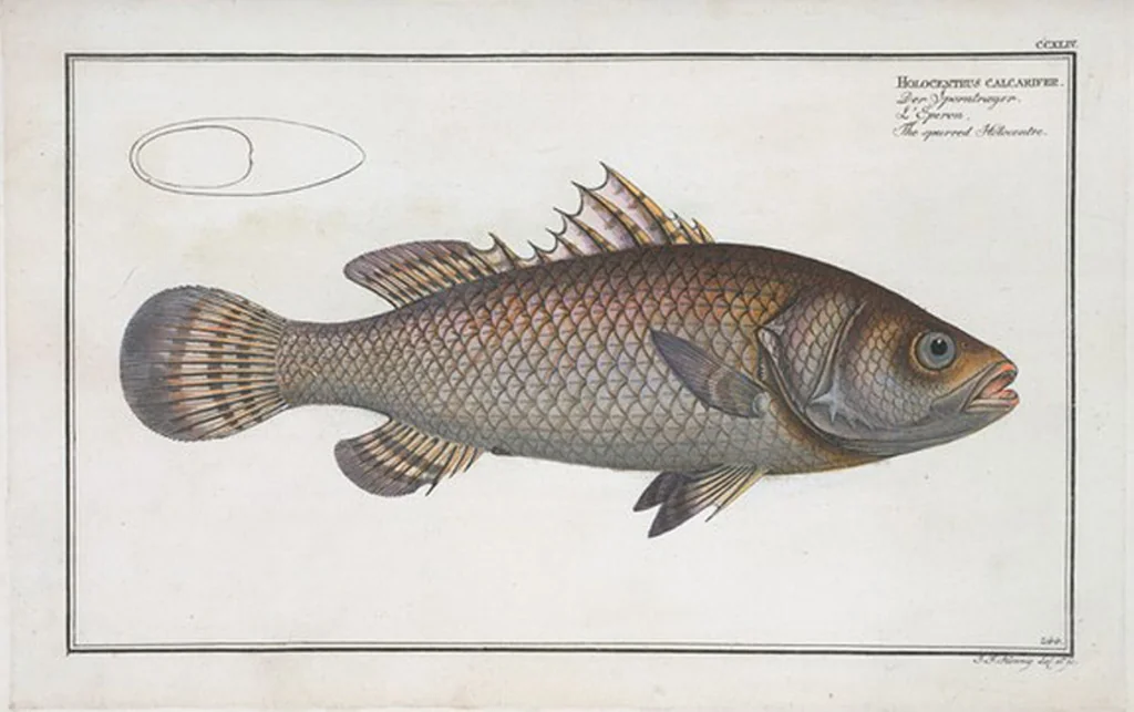 An illustration from Allgemeine Naturgeschichte der Fische. French = Ichtylogie, ou Histoire naturelle : generale et particuliere des poissons, 1785, leaf 258