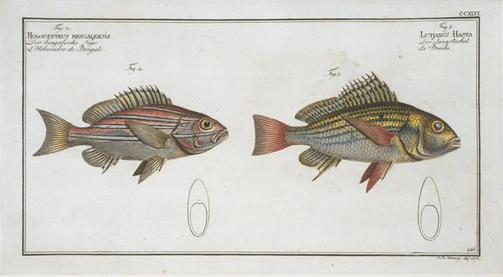 An illustration from Allgemeine Naturgeschichte der Fische. French = Ichtylogie, ou Histoire naturelle : generale et particuliere des poissons, 1785, leaf 259