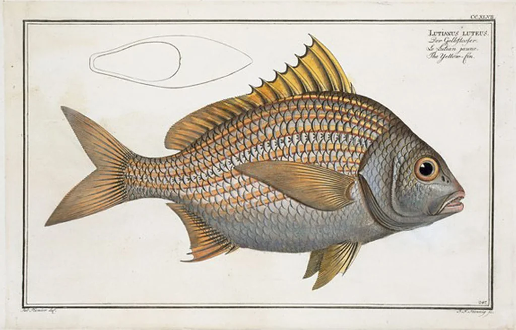 An illustration from Allgemeine Naturgeschichte der Fische. French = Ichtylogie, ou Histoire naturelle : generale et particuliere des poissons, 1785, leaf 261