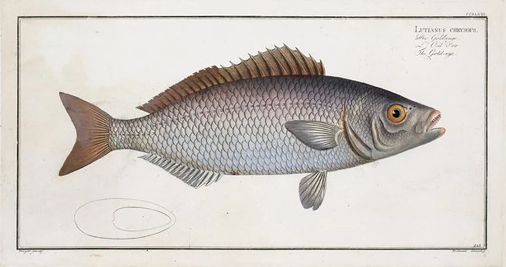 An illustration from Allgemeine Naturgeschichte der Fische. French = Ichtylogie, ou Histoire naturelle : generale et particuliere des poissons, 1785, leaf 262