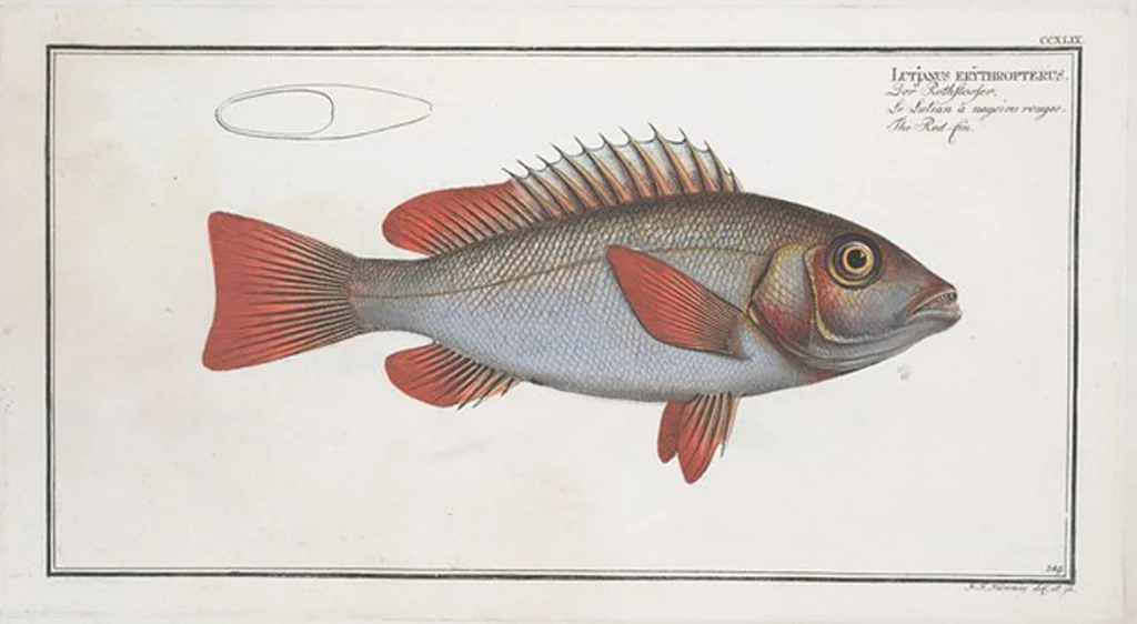 An illustration from Allgemeine Naturgeschichte der Fische. French = Ichtylogie, ou Histoire naturelle : generale et particuliere des poissons, 1785, leaf 263