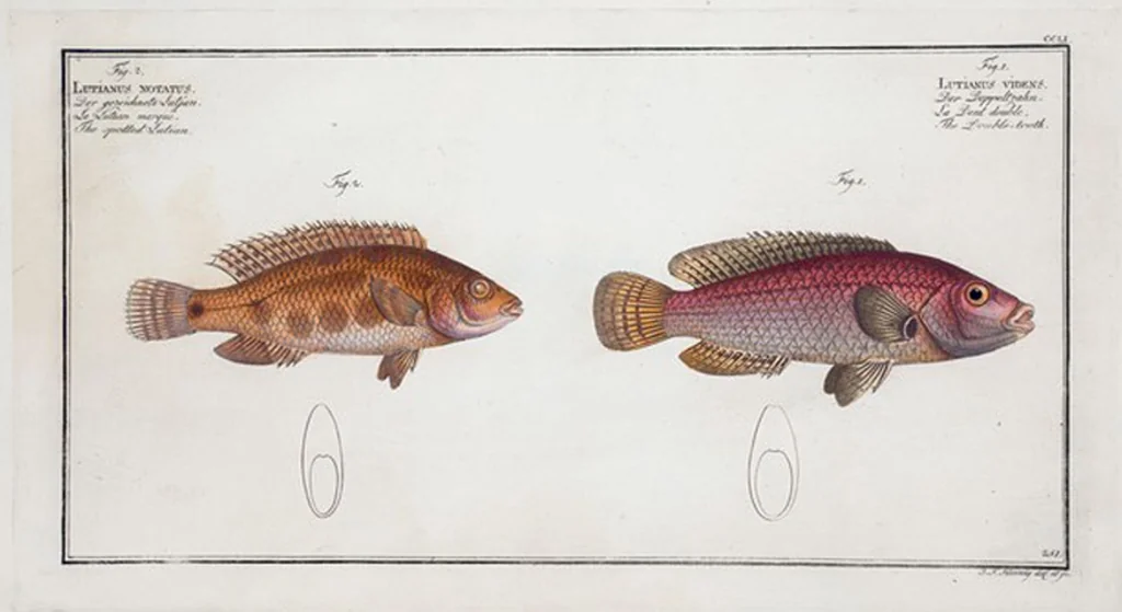 An illustration from Allgemeine Naturgeschichte der Fische. French = Ichtylogie, ou Histoire naturelle : generale et particuliere des poissons, 1785, leaf 265