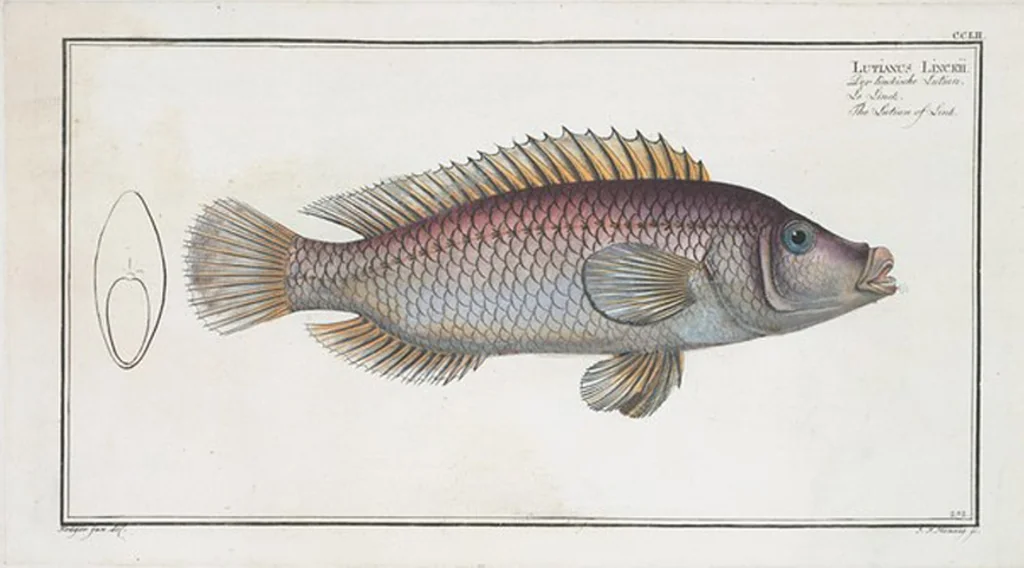 An illustration from Allgemeine Naturgeschichte der Fische. French = Ichtylogie, ou Histoire naturelle : generale et particuliere des poissons, 1785, leaf 266