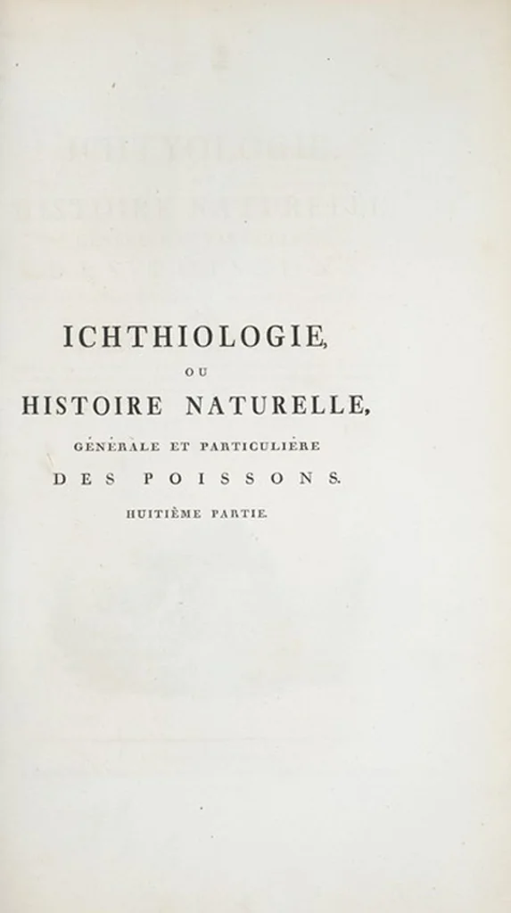 An illustration from Allgemeine Naturgeschichte der Fische. French = Ichtylogie, ou Histoire naturelle : generale et particuliere des poissons, 1785, leaf 267