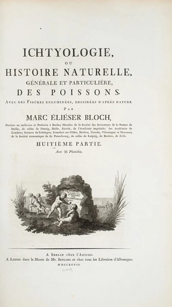 An illustration from Allgemeine Naturgeschichte der Fische. French = Ichtylogie, ou Histoire naturelle : generale et particuliere des poissons, 1785, leaf 268