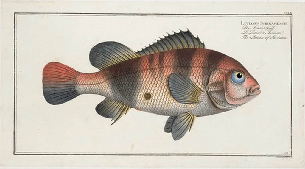 An illustration from Allgemeine Naturgeschichte der Fische. French = Ichtylogie, ou Histoire naturelle : generale et particuliere des poissons, 1785, leaf 269