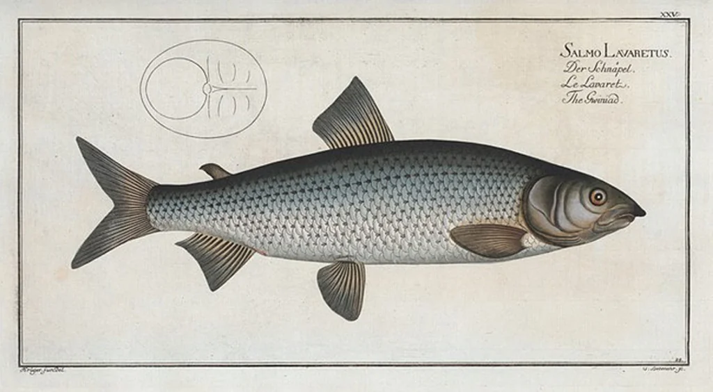 An illustration from Allgemeine Naturgeschichte der Fische. French = Ichtylogie, ou Histoire naturelle : generale et particuliere des poissons, 1785, leaf 27