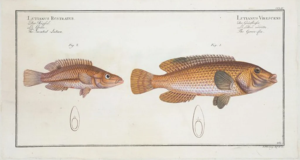 An illustration from Allgemeine Naturgeschichte der Fische. French = Ichtylogie, ou Histoire naturelle : generale et particuliere des poissons, 1785, leaf 270