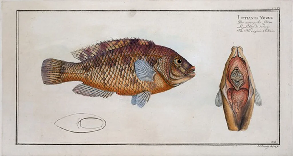 An illustration from Allgemeine Naturgeschichte der Fische. French = Ichtylogie, ou Histoire naturelle : generale et particuliere des poissons, 1785, leaf 272