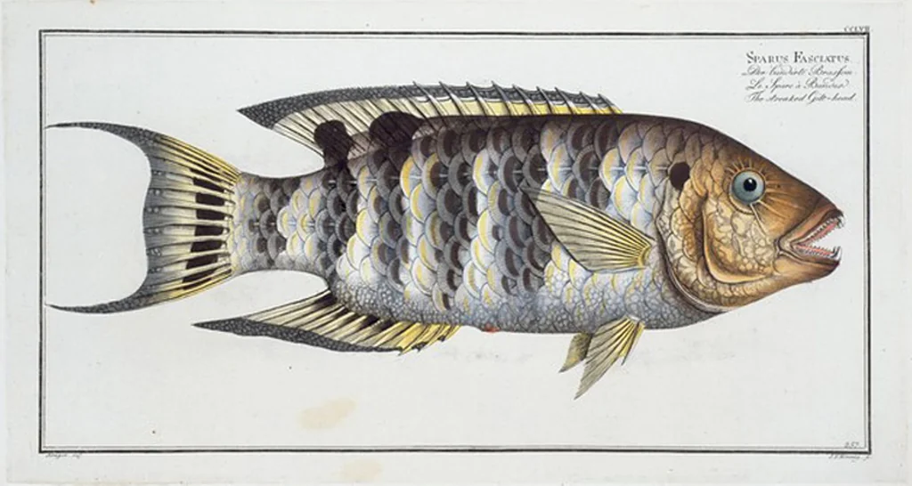 An illustration from Allgemeine Naturgeschichte der Fische. French = Ichtylogie, ou Histoire naturelle : generale et particuliere des poissons, 1785, leaf 273