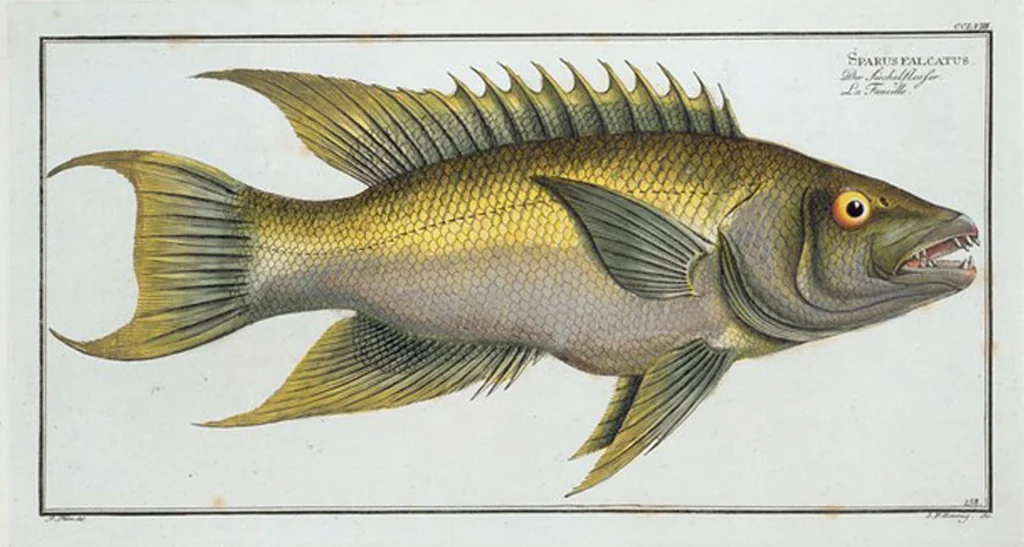 An illustration from Allgemeine Naturgeschichte der Fische. French = Ichtylogie, ou Histoire naturelle : generale et particuliere des poissons, 1785, leaf 274