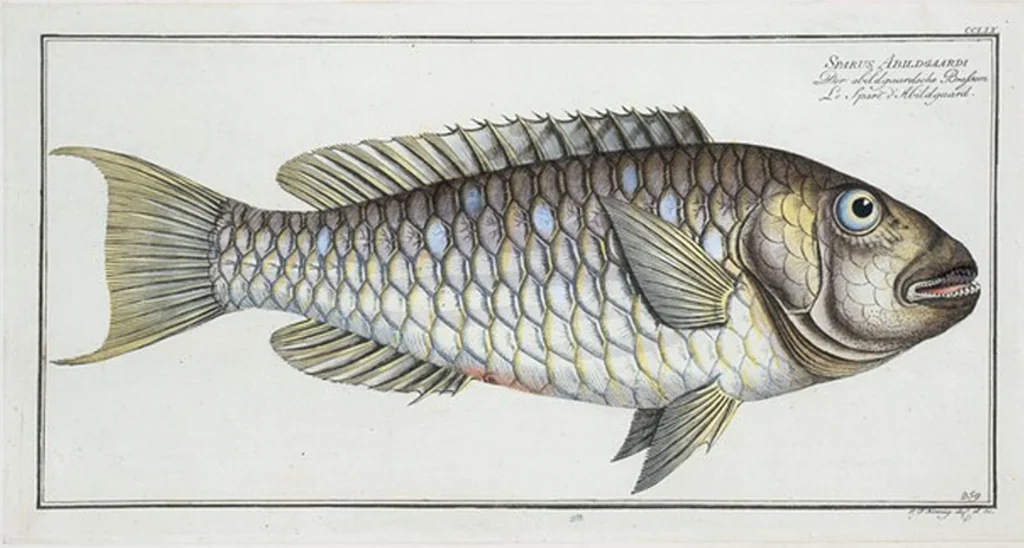 An illustration from Allgemeine Naturgeschichte der Fische. French = Ichtylogie, ou Histoire naturelle : generale et particuliere des poissons, 1785, leaf 275