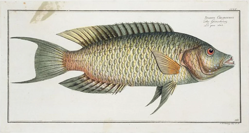 An illustration from Allgemeine Naturgeschichte der Fische. French = Ichtylogie, ou Histoire naturelle : generale et particuliere des poissons, 1785, leaf 276