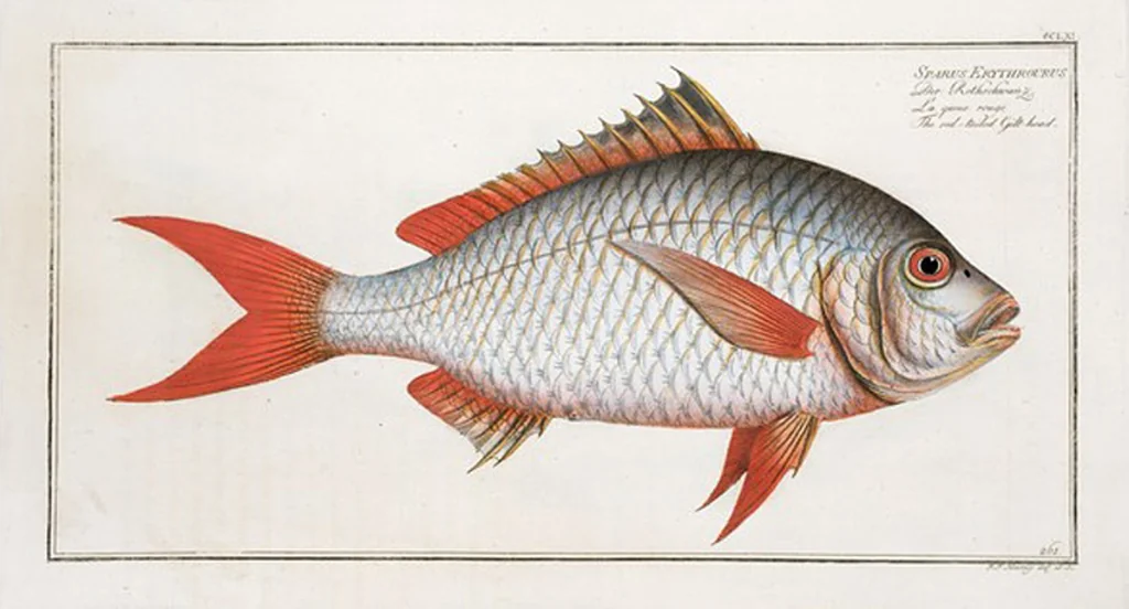 An illustration from Allgemeine Naturgeschichte der Fische. French = Ichtylogie, ou Histoire naturelle : generale et particuliere des poissons, 1785, leaf 277