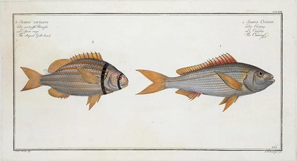 An illustration from Allgemeine Naturgeschichte der Fische. French = Ichtylogie, ou Histoire naturelle : generale et particuliere des poissons, 1785, leaf 279