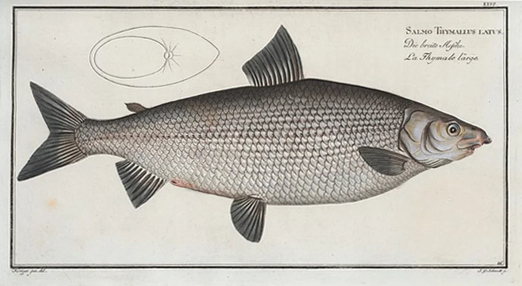 An illustration from Allgemeine Naturgeschichte der Fische. French = Ichtylogie, ou Histoire naturelle : generale et particuliere des poissons, 1785, leaf 28