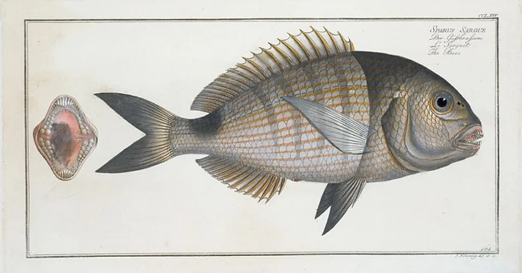 An illustration from Allgemeine Naturgeschichte der Fische. French = Ichtylogie, ou Histoire naturelle : generale et particuliere des poissons, 1785, leaf 280