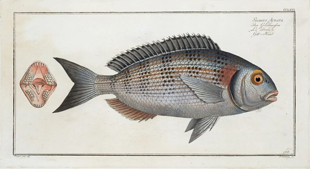 An illustration from Allgemeine Naturgeschichte der Fische. French = Ichtylogie, ou Histoire naturelle : generale et particuliere des poissons, 1785, leaf 282