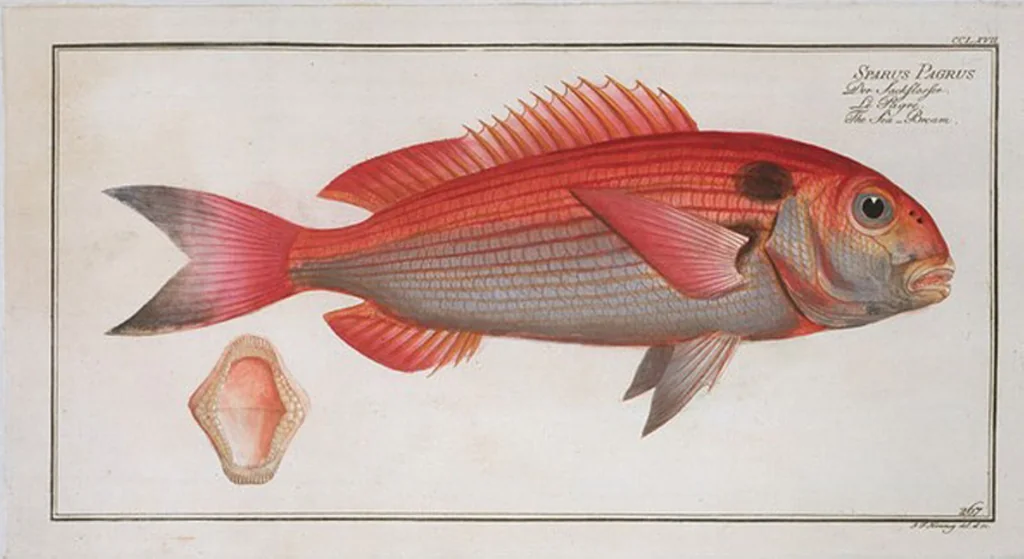 An illustration from Allgemeine Naturgeschichte der Fische. French = Ichtylogie, ou Histoire naturelle : generale et particuliere des poissons, 1785, leaf 283