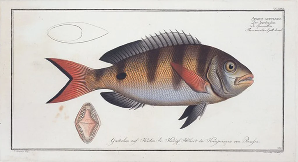 An illustration from Allgemeine Naturgeschichte der Fische. French = Ichtylogie, ou Histoire naturelle : generale et particuliere des poissons, 1785, leaf 287