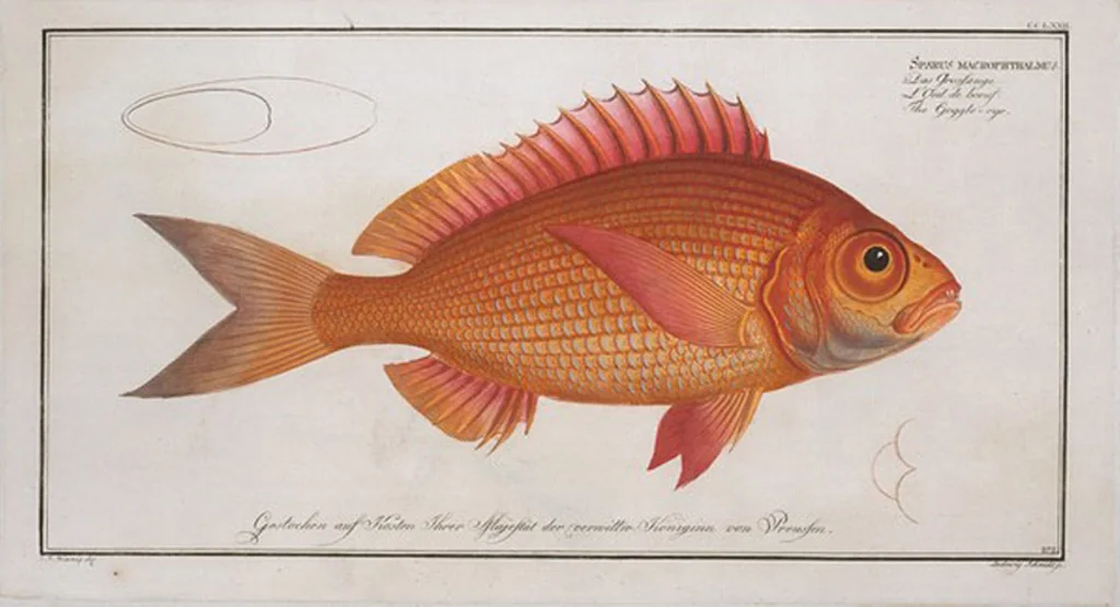 An illustration from Allgemeine Naturgeschichte der Fische. French = Ichtylogie, ou Histoire naturelle : generale et particuliere des poissons, 1785, leaf 288
