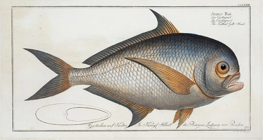 An illustration from Allgemeine Naturgeschichte der Fische. French = Ichtylogie, ou Histoire naturelle : generale et particuliere des poissons, 1785, leaf 289