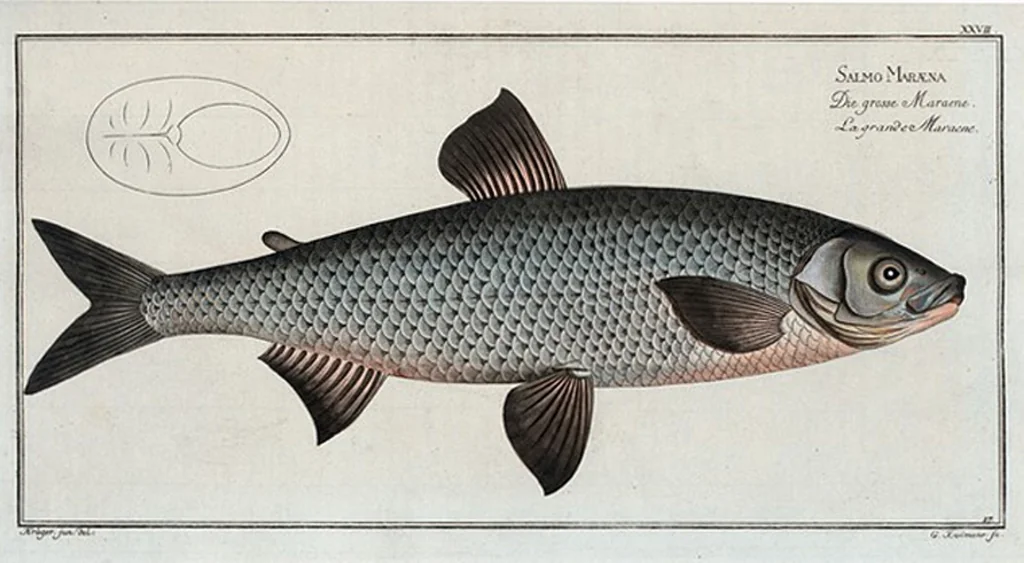 An illustration from Allgemeine Naturgeschichte der Fische. French = Ichtylogie, ou Histoire naturelle : generale et particuliere des poissons, 1785, leaf 29